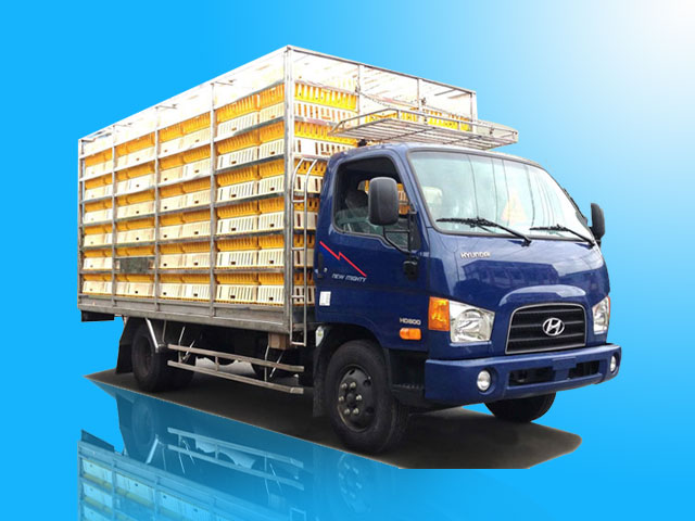 Xe tải Hyundai HD800 7 tấn chở gia cầm